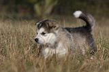 ALASKAN MALAMUTE 505